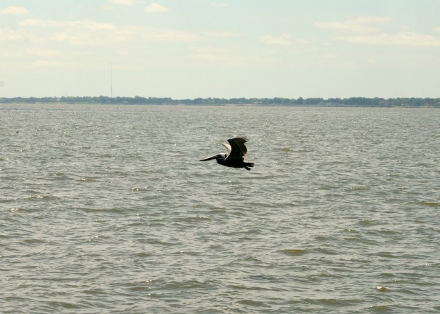 Pelican In Flight Over Galveston Bay post image